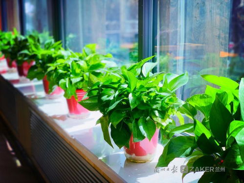 蘭州復工復產進行時,與你在浪漫的社區(qū)書店邂逅